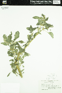 Media resource of Amaranthus spinosus