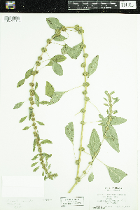 Amaranthus tuberculatus image