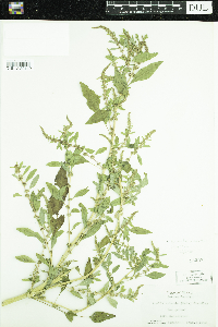 Amaranthus tuberculatus image