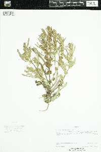 Amaranthus tuberculatus image