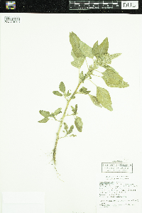 Amaranthus retroflexus image