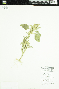Amaranthus retroflexus image