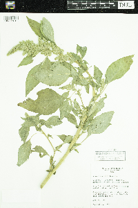 Amaranthus retroflexus image