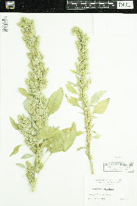 Amaranthus retroflexus image