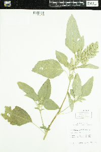 Amaranthus retroflexus image