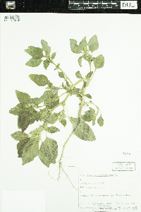 Amaranthus retroflexus image