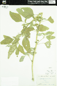 Amaranthus retroflexus image