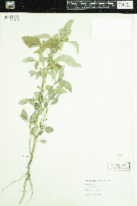 Amaranthus retroflexus image
