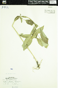 Amaranthus retroflexus image