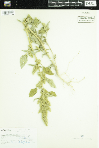 Amaranthus retroflexus image