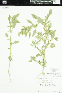 Amaranthus retroflexus image