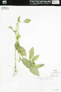 Amaranthus retroflexus image