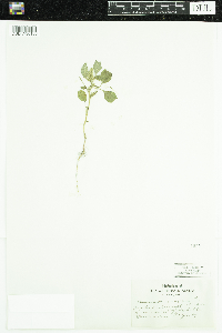 Amaranthus retroflexus image