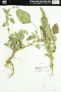 Amaranthus retroflexus image