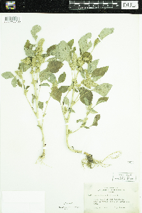 Amaranthus retroflexus image