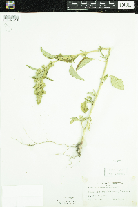 Amaranthus retroflexus image