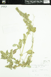 Amaranthus retroflexus image