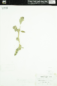 Amaranthus retroflexus image