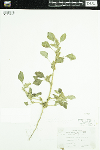 Amaranthus retroflexus image