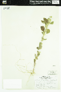 thumbnail image of current specimen