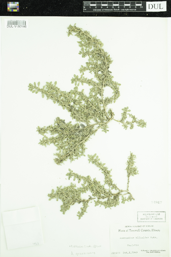 Amaranthus blitoides image