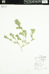 Amaranthus blitoides image