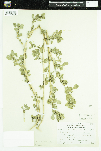 Amaranthus blitoides image