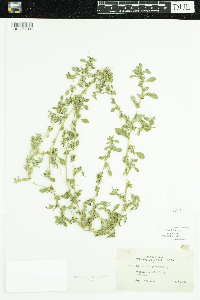 Amaranthus blitoides image