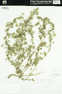 Amaranthus blitoides image