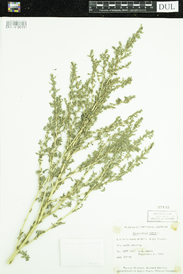 Amaranthus albus image