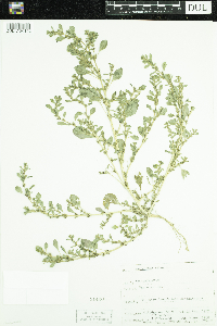 Amaranthus albus image