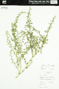 Amaranthus albus image