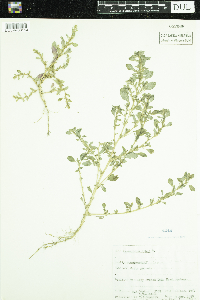 Amaranthus albus image