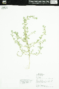 Amaranthus albus image