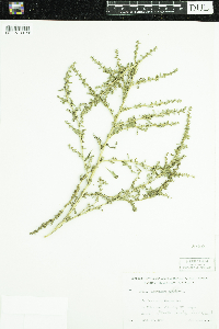 Amaranthus albus image