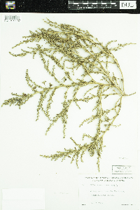 Amaranthus albus image