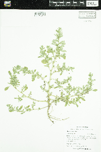 Amaranthus albus image