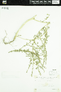 Amaranthus albus image