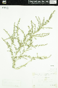 Amaranthus albus image