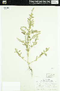 Amaranthus albus image