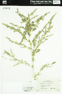 Amaranthus albus image