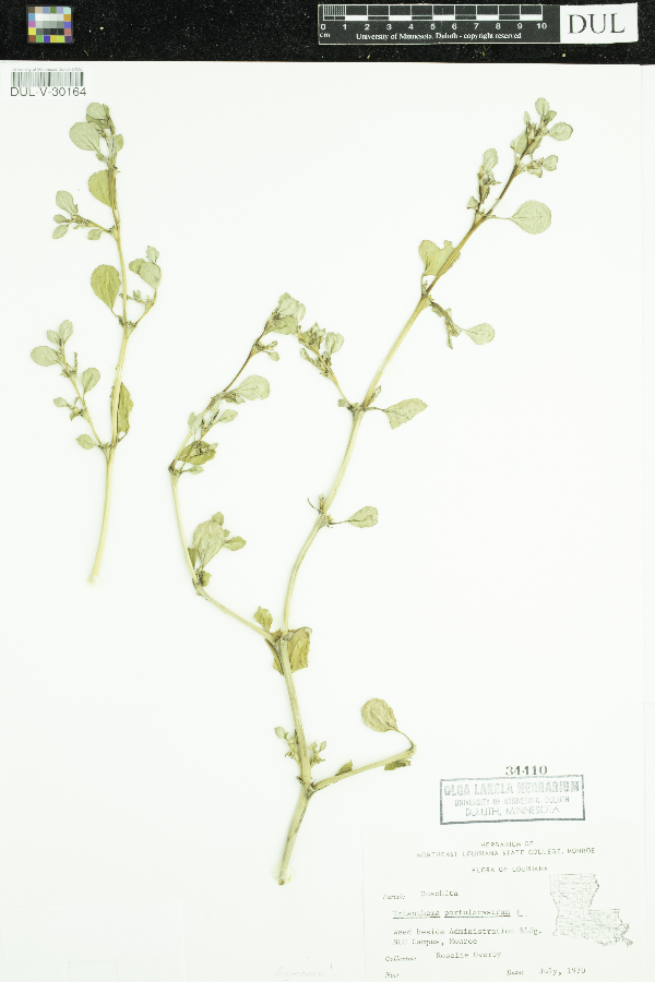 Trianthema portulacastrum image