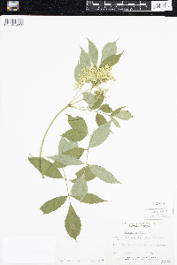 Sambucus nigra image