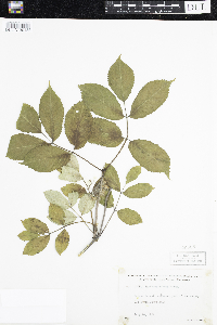 Sambucus racemosa image