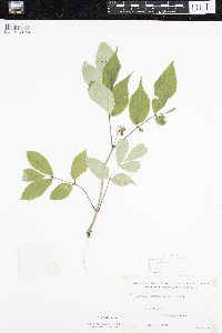Sambucus racemosa image