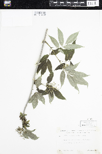 Sambucus racemosa image