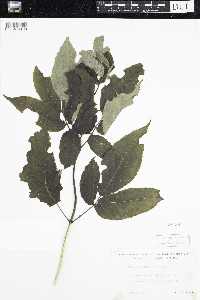 Sambucus racemosa image