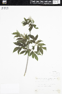 Sambucus racemosa image