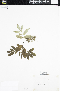 Sambucus racemosa image