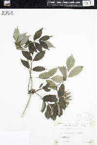 Sambucus racemosa image